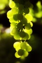 vermentino grape blurred green background Royalty Free Stock Photo