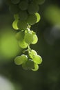 vermentino grape blurred green background Royalty Free Stock Photo