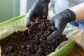 Vermicomposting food leftovers at home. Zero Waste Royalty Free Stock Photo