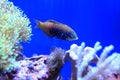 Vermiculate wrasse