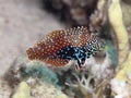 Vermiculate wrasse