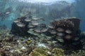 vermiculated spinefoot, scribbled spinefoot, vermiculate rabbitfish, golden lined spinefoot, siganus lineatus, lined rabbitfish