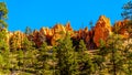 The vermilion colored Hoodoos on the Queen`s Garden Trail in Bryce Canyon