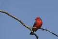 Vermilion Flycatcher