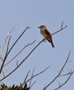 Vermilion Flycatcher