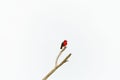 Vermilion flycatcher bird perching on tree branch against white background