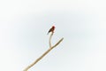 Vermilion flycatcher bird on tree branch against white background