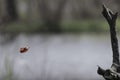 Vermilion Flycatcher