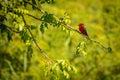 Vermilion flycatcher in mexican Puerto Escondido, bird paradise