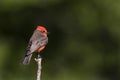 Vermilion Flycatcher, Pyrocephalus obscurus, perched