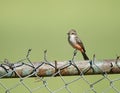 Vermilion Flycatcher Pyrocephalus rubinus female