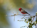 Vermilion Flycatcher Pyrocephalus rubinus male Royalty Free Stock Photo