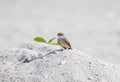 Vermilion Flycatcher Pyrocephalus rubinus Perched on a Rock on the Beach