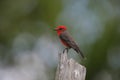 Vermilion flycatcher, Pyrocephalus rubinus