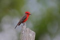 Vermilion flycatcher, Pyrocephalus rubinus Royalty Free Stock Photo