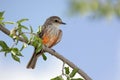 Vermilion Flycatcher & x28;Pyrocephalus rubinus& x29;