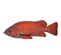 Vermilion Rockfish Royalty Free Stock Photo