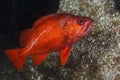 Vermilion Rockfish