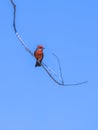 Vermillion flycatcher on a branch against a blue sky