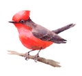 Vermillion Flycatcher Bird Watercolor Hand Drawn