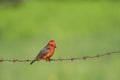 Vermillion flycatcher , perched on a rusted barbed wire