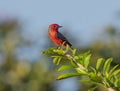 Vermillion Flycatcher perched on a tree branch