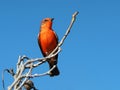 A Vermillion Flycatcher perched on a tree limb.