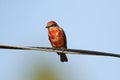 Vermillion Flycatcher perched on a wire