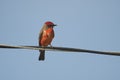 Vermillion Flycatcher Pyrocephalus rubinus peched on a wire, Ajijic, Jalisco, Mexico