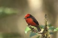 Vermillon Flycatcher, pyrocephalus rubinus, Male standing on Branch, Galapagos Islands