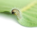 Vermin moth caterpillar chewing leaf petiole Royalty Free Stock Photo