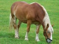 Vermont Belgian Draft horse