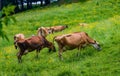 Dairy cows grazing on a hillside in spring Royalty Free Stock Photo