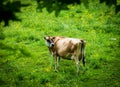 Dairy cows grazing on a hillside in spring Royalty Free Stock Photo