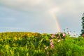 Rainbow over Field of Pink Flowers Royalty Free Stock Photo