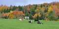 Vermont Fall Foliage, Mount Mansfield, Vermont