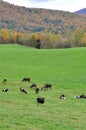 Vermont Fall Foliage, Mount Mansfield, Vermont