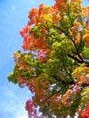 Vermont foliage colors Royalty Free Stock Photo