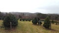 Vermont Tree Farm