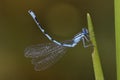 Vernal Bluet Hemaris diffinis on a cattail leaf Royalty Free Stock Photo