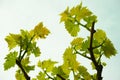Vernal grape leaves in vineyard and blue sky Royalty Free Stock Photo