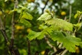 Vernal grape leaves in vineyard Royalty Free Stock Photo