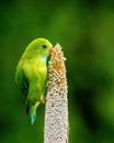 Vernal Hanging Parrot feeding on Pearl Millet Corn Royalty Free Stock Photo