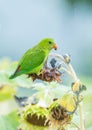 Vernal hanging parrot on top of sunflower in rainy season Royalty Free Stock Photo