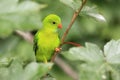 Vernal hanging parrot Royalty Free Stock Photo