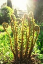 Vernal unfolding fern leaves. Young sprouts of the fern. Fern sprout in the sun.