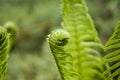 Vernal unfolding fern leaves. Young sprouts of fern of light green color. Forest plants.