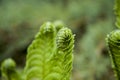Vernal unfolding fern leaves. Young sprouts of fern of light green color. Forest plants. Royalty Free Stock Photo