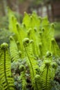 Vernal unfolding fern leaves. Young sprouts of fern of light green color. Forest plants.