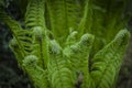 Vernal unfolding fern leaves. Young sprouts of fern of light green color. Forest plants.